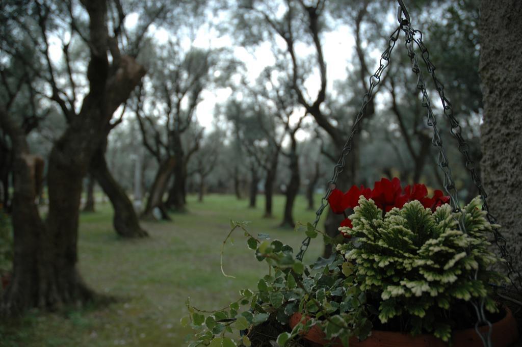 Antico Uliveto Guest House Seravezza Exterior photo